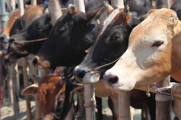 শ্রীমঙ্গলে অবৈধ পশুর হাট