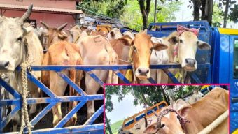 বড়শলা বাইপাস এলাকায় চোরাই তিন পিকআপ ভর্তি গরু উদ্ধার