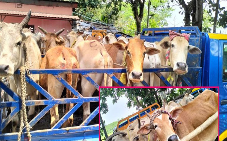 বড়শলা বাইপাস এলাকায় চোরাই তিন পিকআপ ভর্তি গরু উদ্ধার