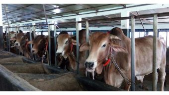 নবিগঞ্জে যুক্তরাজ্য প্রবাসী ছাত্রলীগ নেতার বাড়িতে ডাকাতি: গবাদিপশু লুটে আতঙ্কে এনাতাবাদবাসী