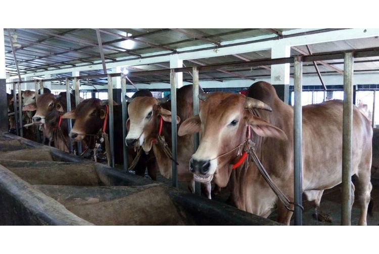 নবিগঞ্জে যুক্তরাজ্য প্রবাসী ছাত্রলীগ নেতার বাড়িতে ডাকাতি: গবাদিপশু লুটে আতঙ্কে এনাতাবাদবাসী