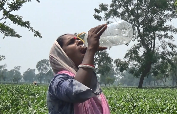 তীব্র গরমে চা বাগানে শ্রমিকদের হাঁসফাঁস