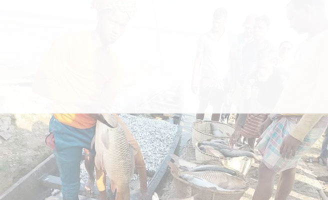 প্রশাসনের যোগসাজশে হাকালুকির হাওরখাল বিলে মাছ লুটের মহোৎসব!